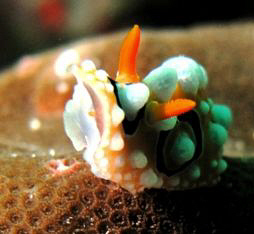 Still from my dive last saturday... by Bernard Maglana 